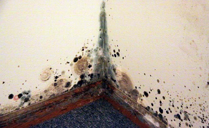 Have Mold in Your Car? Here's How to Get Rid of it