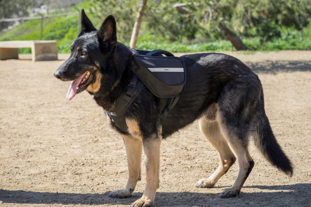 3 Pet Travel Products Earn CPS Certification